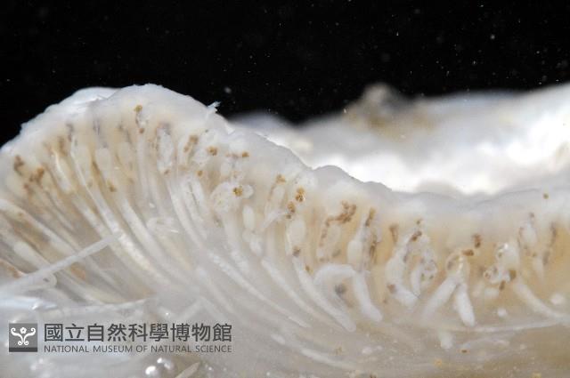 未知種短腹海鞘藏品圖，第7張