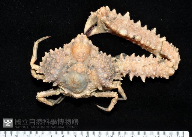 強壯菱蟹藏品圖，第7張
