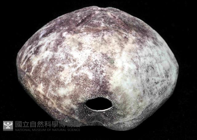 心形緣帶海膽藏品圖，第7張