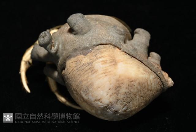 寄居蟹鞘群海葵藏品圖，第7張