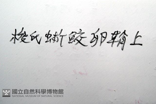 日本異茗荷藏品圖，第7張