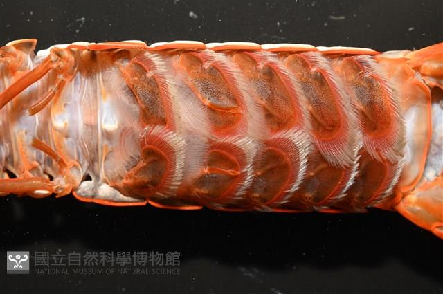 韓氏(粗糙)橙蝦蛄藏品圖，第7張