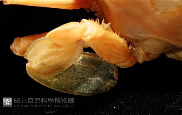 虹色圓趾蟹藏品圖，第7張