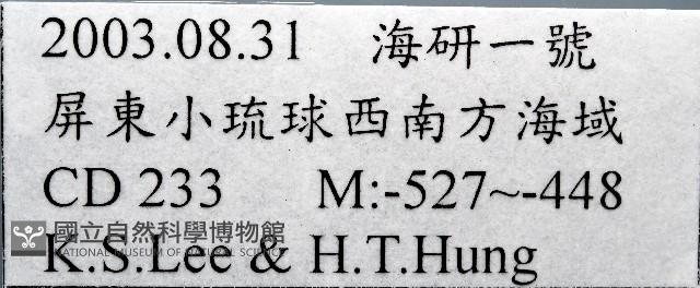 梳齒笠螺之一種藏品圖，第7張