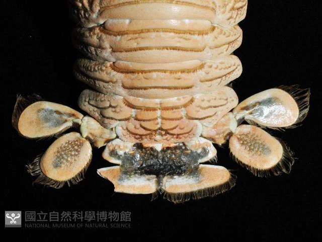 繩舞真刺蝦藏品圖，第7張