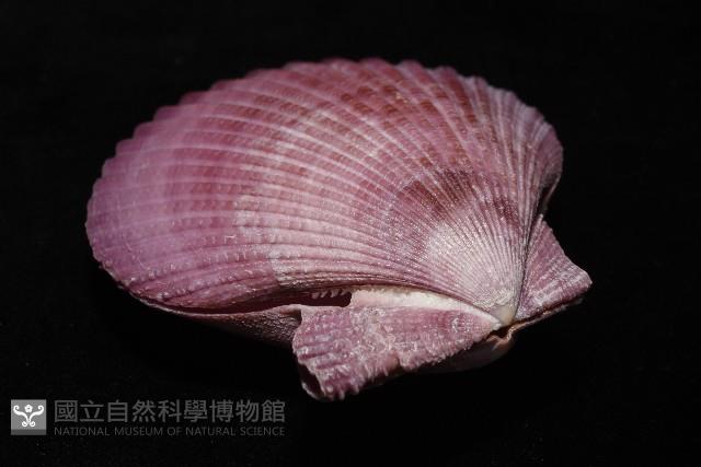 高貴海扇蛤藏品圖，第7張