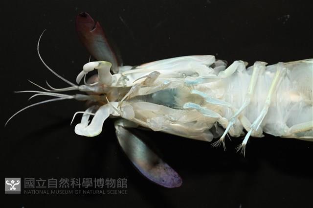 脊尾齒指蝦蛄藏品圖，第7張