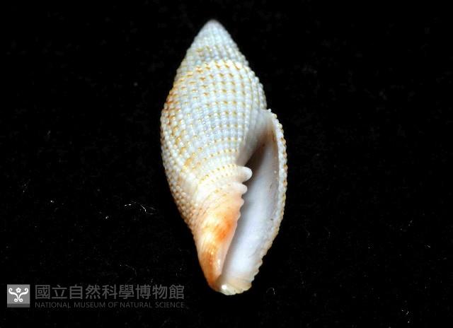 霓裳筆螺藏品圖，第7張