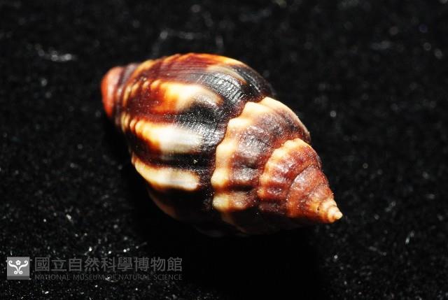 毛球蛹筆螺藏品圖，第7張