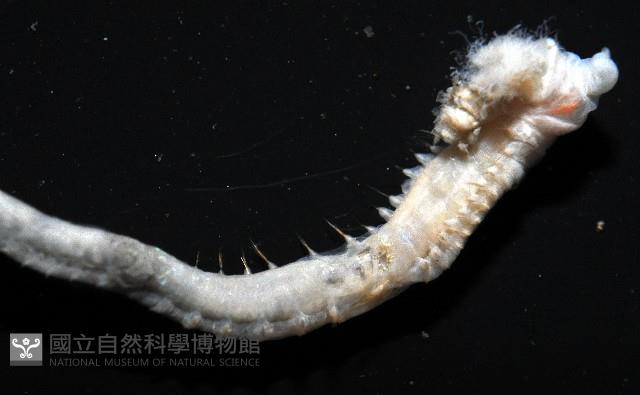 八里梳鰓蟲藏品圖，第7張