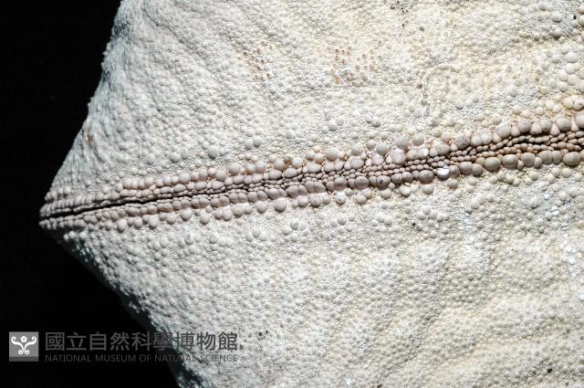 麵包海星(饅頭海星)藏品圖，第7張