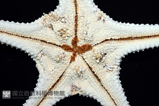 棘疣海星藏品圖，第7張