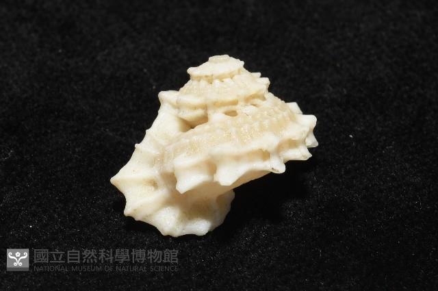 潮境花冠螺藏品圖，第7張