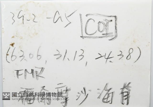 平端深海殼菜蛤藏品圖，第7張