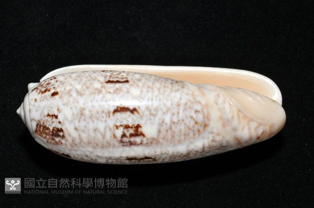 錦綢榧螺藏品圖，第7張
