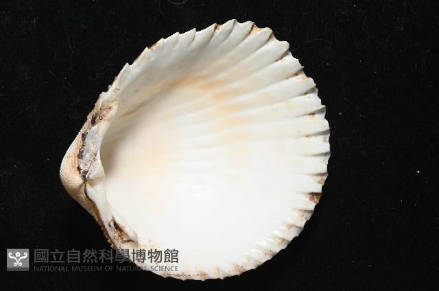 方鳥尾蛤藏品圖，第7張