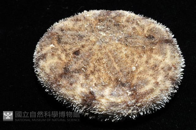 網楯海膽藏品圖，第7張