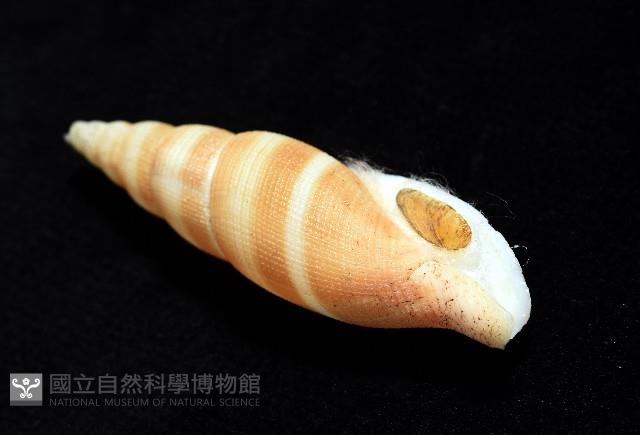阿猴布紋螺藏品圖，第7張
