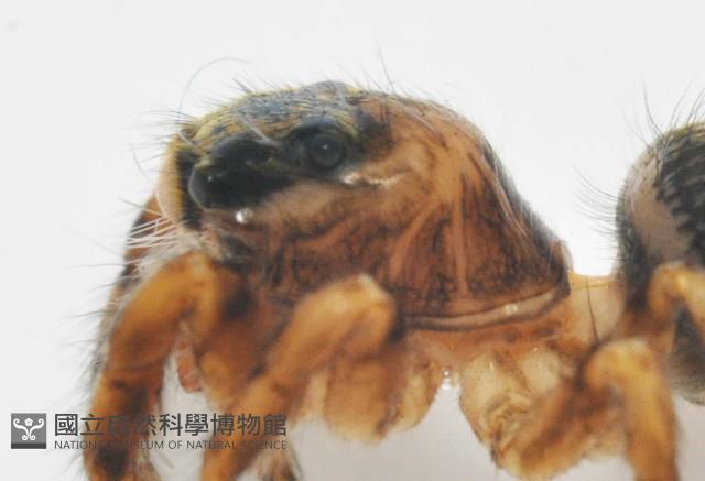 多色金毛蛛藏品圖，第7張