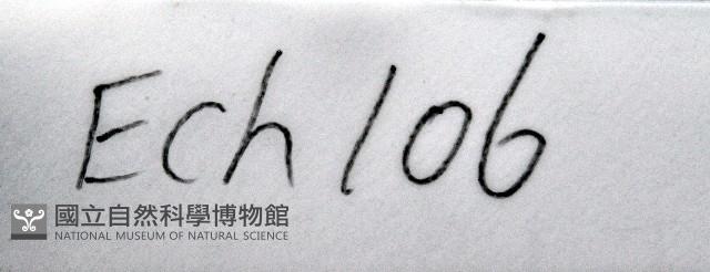 綠楯海膽藏品圖，第7張