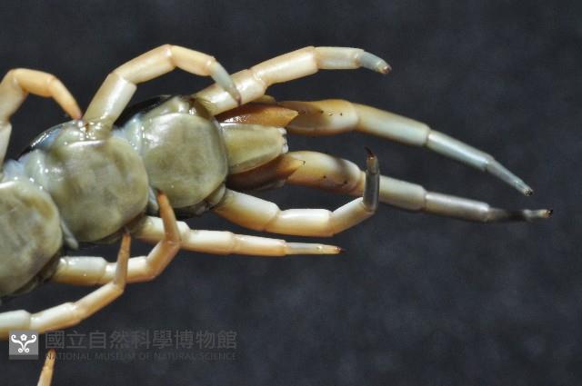 模棘蜈蚣(巨蜈蚣)藏品圖，第7張