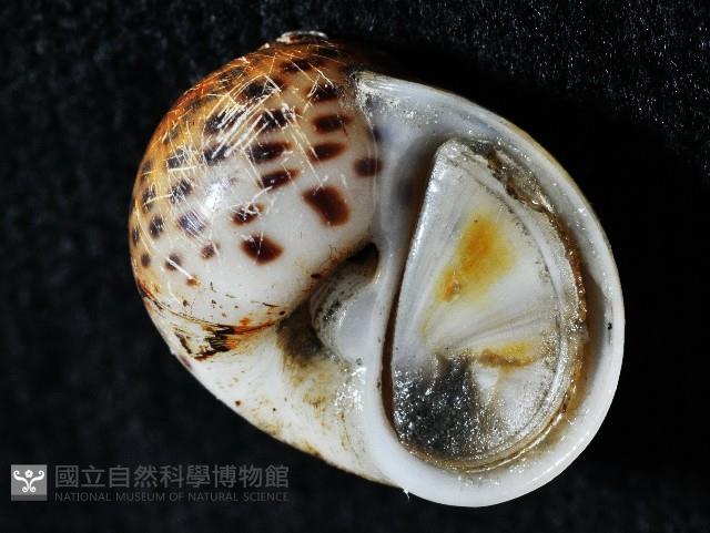 豹斑玉螺藏品圖，第7張