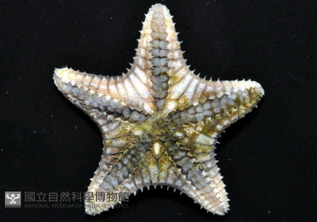 未知種櫛盤海星藏品圖，第7張