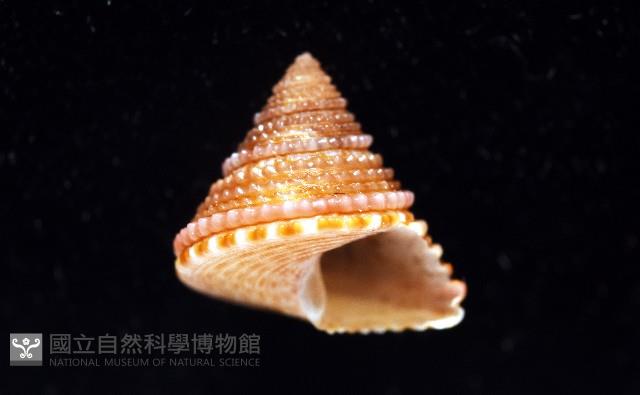 金門鐘螺(洪氏麗口螺)藏品圖，第7張