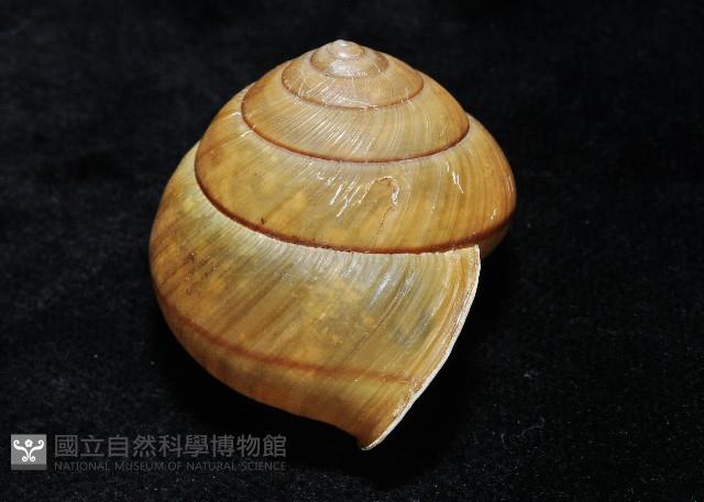 金崙栗蝸藏品圖，第7張