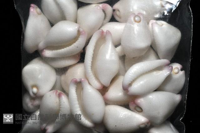 玉兔螺藏品圖，第7張