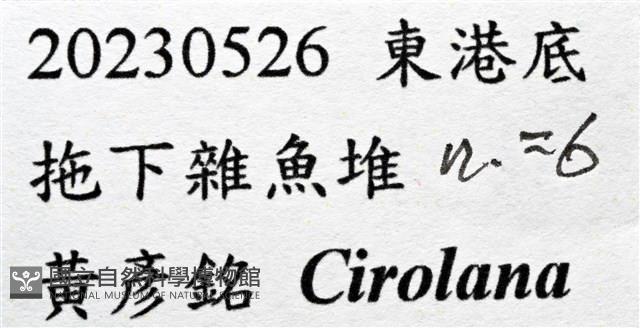 未知種狹長水虱藏品圖，第7張