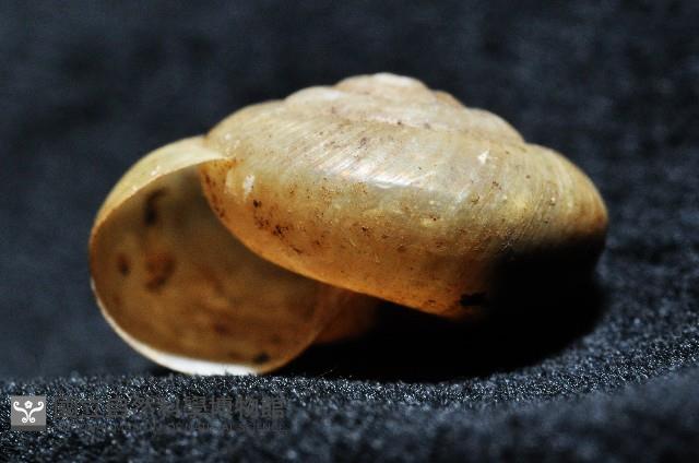 阿禮高腰蝸牛藏品圖，第7張