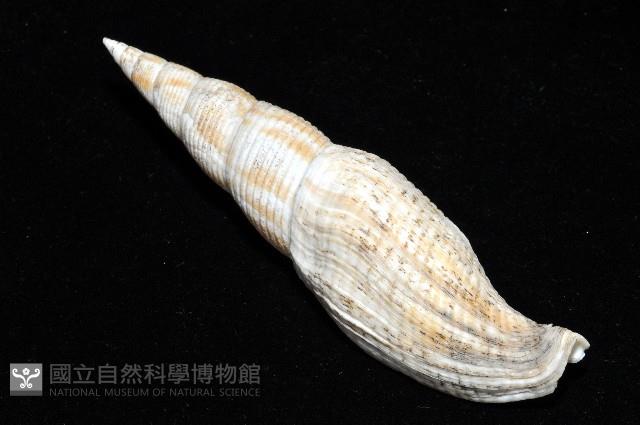 姜佬筆螺藏品圖，第7張