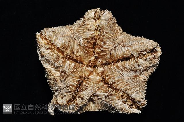 未知種翅海星藏品圖，第7張