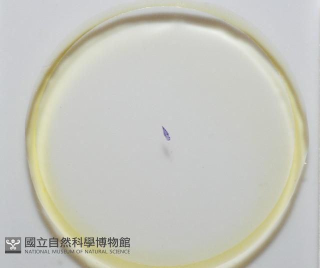 新種棘槽絛蟲藏品圖，第7張