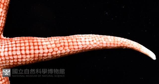 鑽石異瘤蛇海星(暫譯)藏品圖，第7張