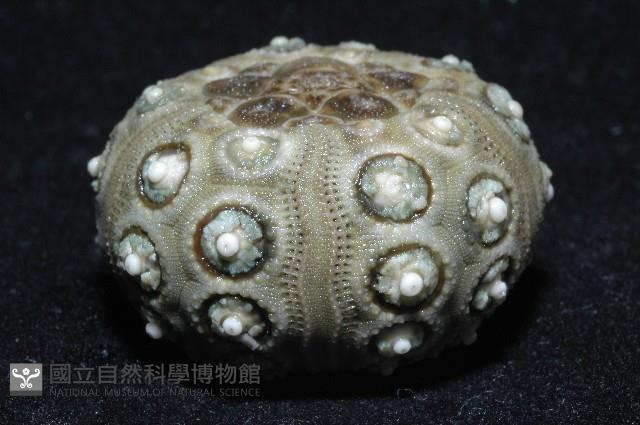 雙列角頭帕藏品圖，第7張