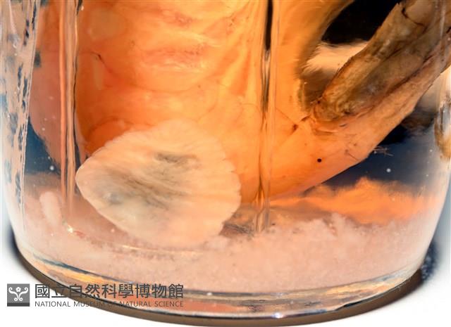 思氏不對稱鰓虱藏品圖，第7張