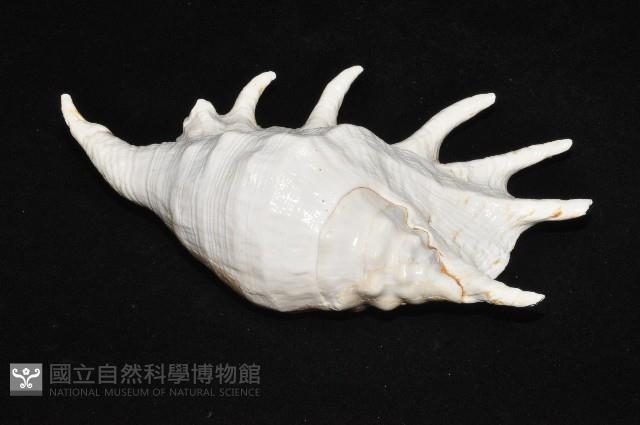 駱駝螺藏品圖，第7張
