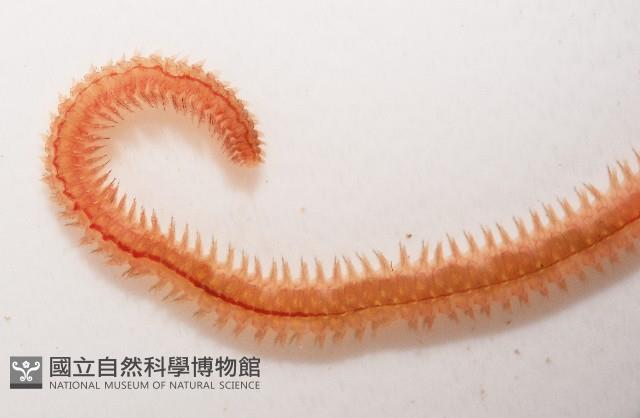 未知種沙蠶藏品圖，第7張