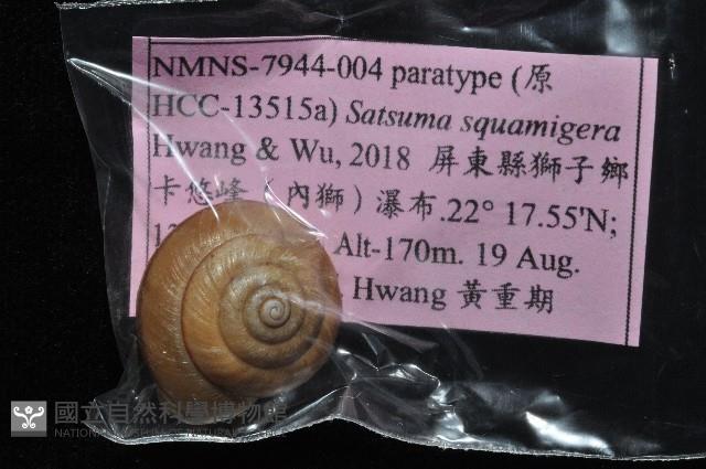 鱗高腰蝸牛(鱗菱蝸牛)藏品圖，第7張
