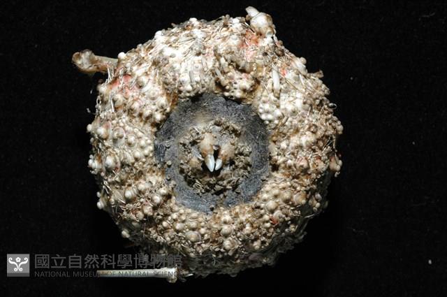 浪腔海膽(波紋腔海膽)藏品圖，第7張