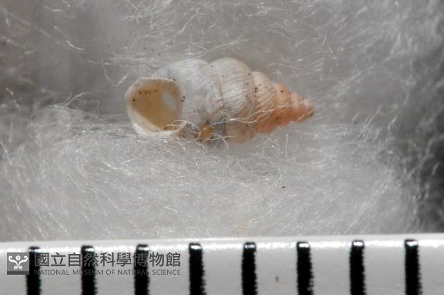水田芝麻蝸藏品圖，第7張