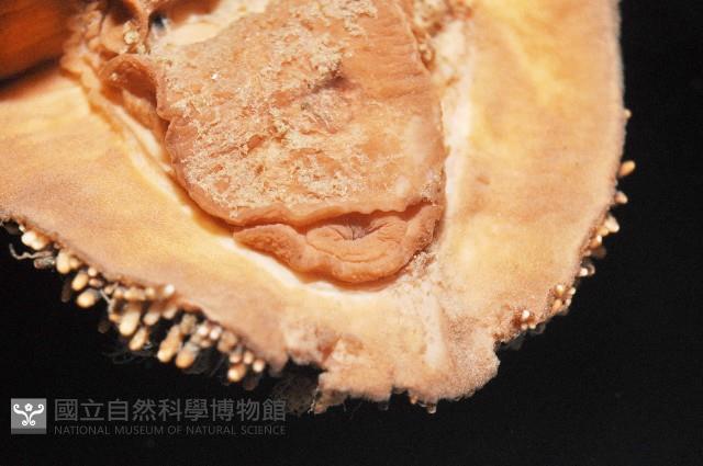 大駝石鱉(日本花棘石鱉)藏品圖，第7張