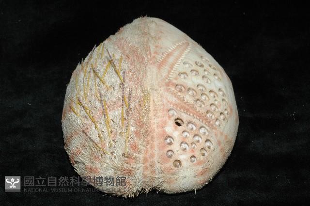 秀麗布萊海膽藏品圖，第7張