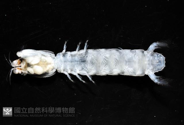 濱海幼嫩蝦蛄藏品圖，第7張