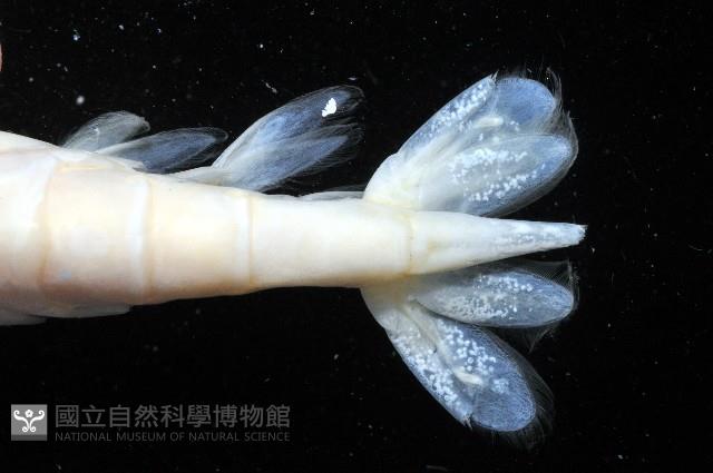 臺灣長額蝦藏品圖，第7張