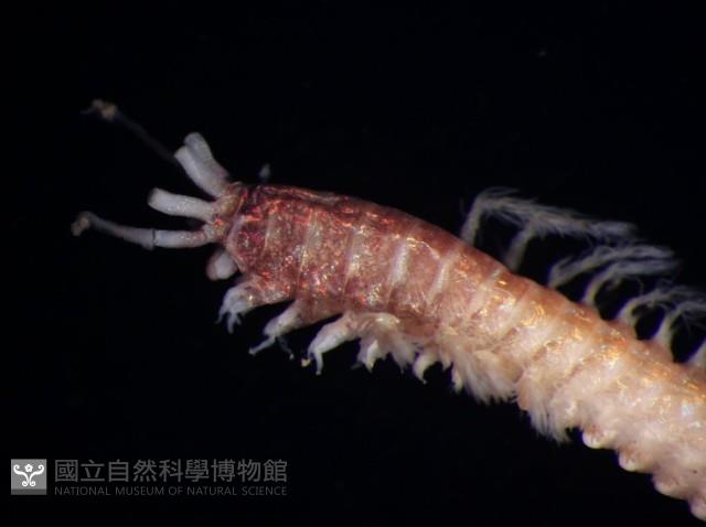 未知種歐努菲蟲藏品圖，第7張