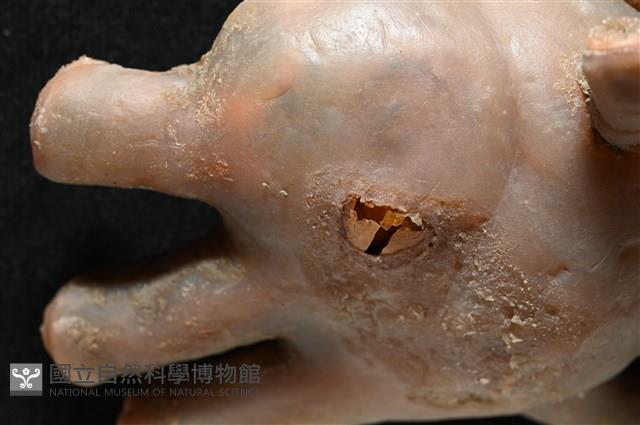 寄居蟹鞘群海葵藏品圖，第7張