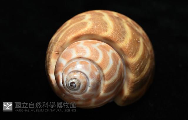 窄縫鳳螺藏品圖，第7張